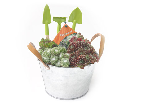 sempervivum